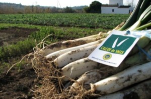 Calçots etiquetados con la IGP