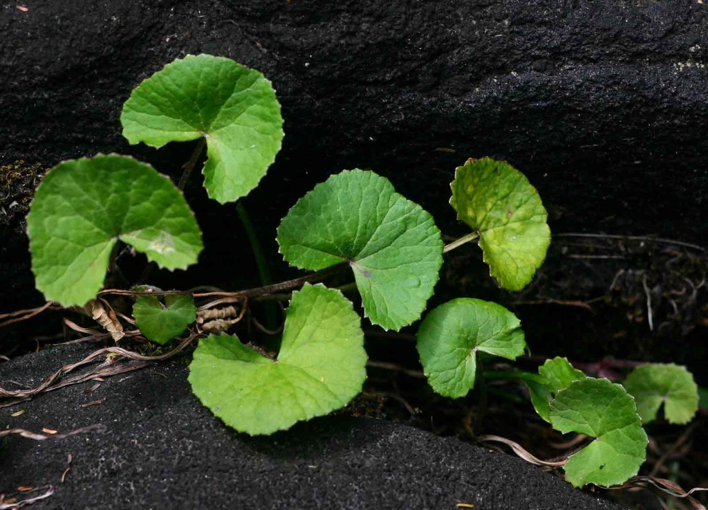 mandukaparni-centella-asiatica
